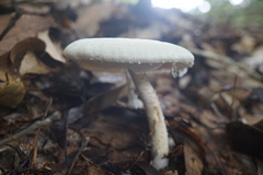 Agaricus abruptibulbus