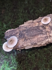 Pluteus longistriatus