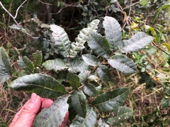 Alectryon tomentosus