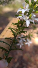 Philotheca hispidula