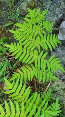 Osmunda regalis