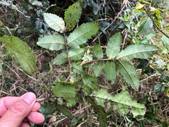 Alectryon tomentosus