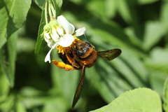 Xylocopa ruficeps