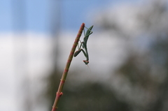 Trachymantis dentifrons