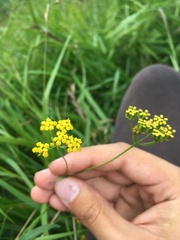 Bupleurum falcatum