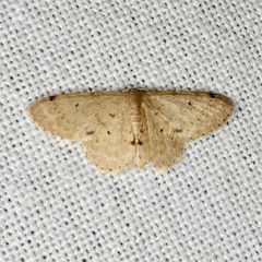 Idaea pilosata