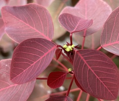 Euphorbia cotinifolia
