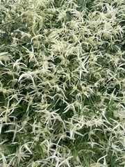 Clematis microphylla