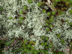 Cladonia