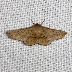 Antictenia punctunculus