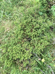 Juniperus communis saxatilis