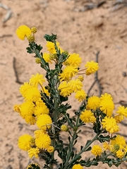 Acacia acanthoclada