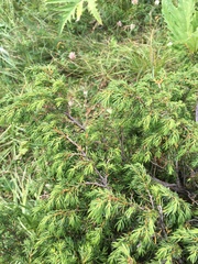 Juniperus communis saxatilis