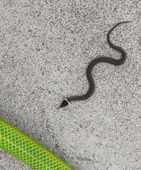 Natrix astreptophora