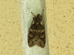 Lithophane consocia