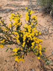 Acacia acanthoclada