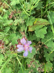 Geranium renardii