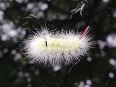 Calliteara pudibunda