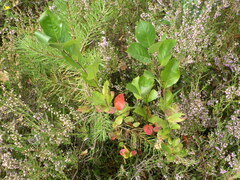 Aronia mitschurinii