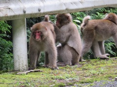 Macaca fuscata fuscata