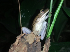 Polypedates leucomystax
