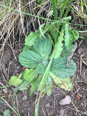 Ajuga orientalis