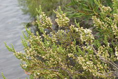 Erica caffrorum
