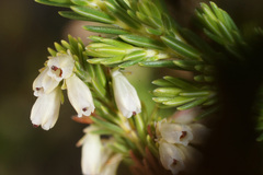 Erica caffrorum