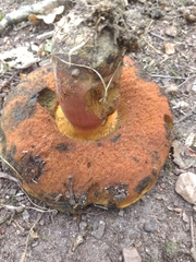 Neoboletus luridiformis