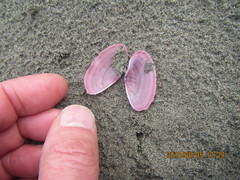 Gari lineolata