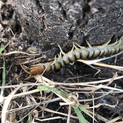 Scolopendra morsitans
