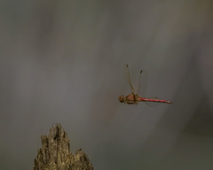 Sympetrum vicinum