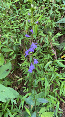 Lobelia puberula