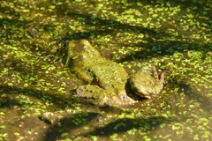 Pelophylax ridibundus