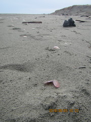 Gari lineolata
