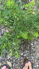 Lespedeza cuneata