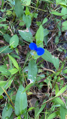 Commelina communis
