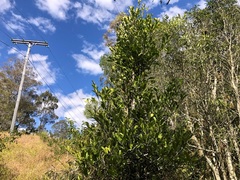 Siphonodon australis