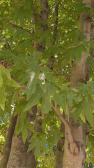 Platanus