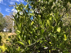 Siphonodon australis