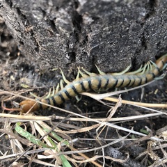 Scolopendra morsitans