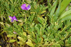 Polygala amatymbica