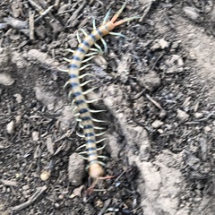 Scolopendra morsitans