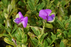 Polygala amatymbica