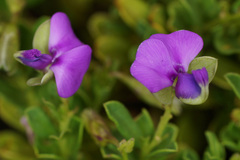 Polygala amatymbica