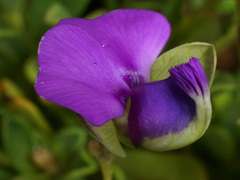 Polygala amatymbica