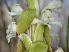 Satyrium longicauda