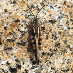 Cratypedes neglectus