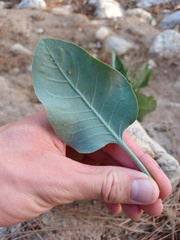 Nicotiana glauca
