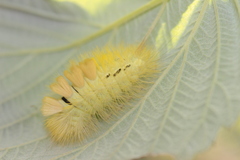 Calliteara pudibunda